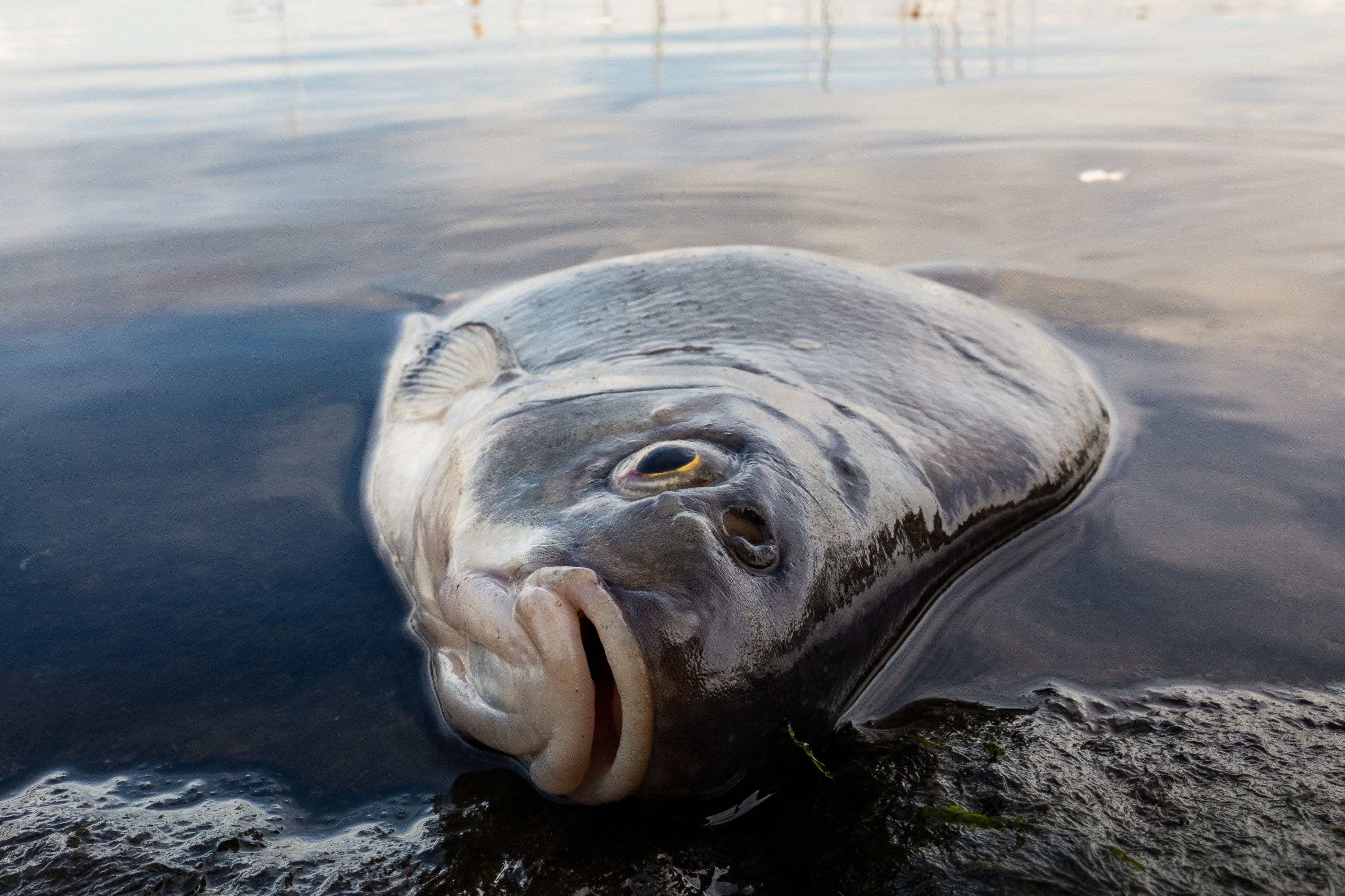 Toter Fisch im Flussbett - Das Fischsterben nach der Hitzewelle 2026 endet nicht