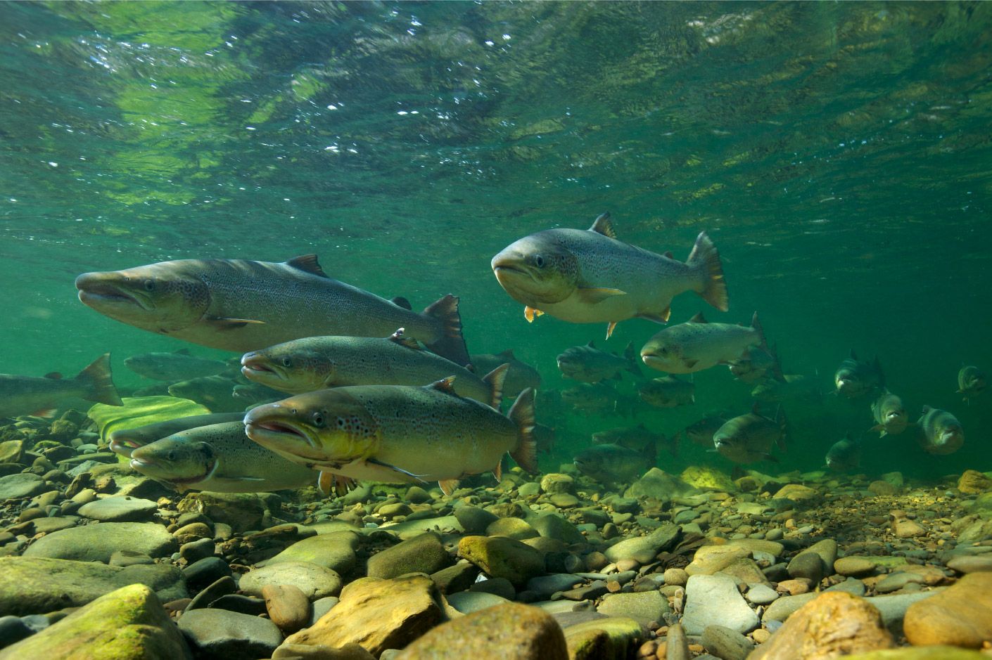 Atlantische Lachse im Fluss - Unterwasseraufnahme