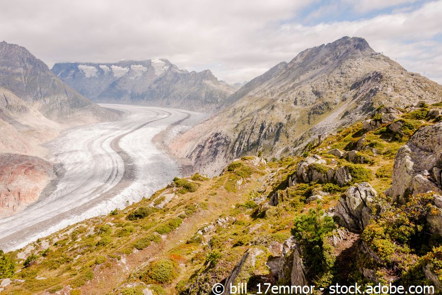 Der Aletschgletscher fotografiert von einem steinigen Hang mit alpinen Pflanzen