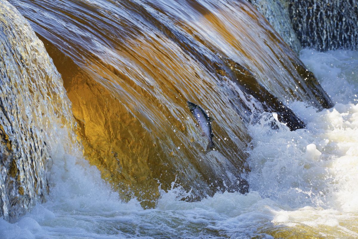 Ein Lachs versucht an einem Gefälle im Fluss  stromaufwärts zu springen.