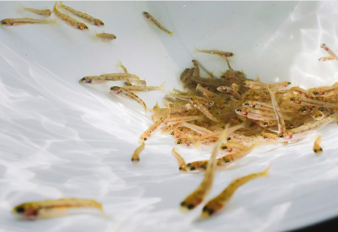 Jungfischbesatz in Zürcher Gewässer